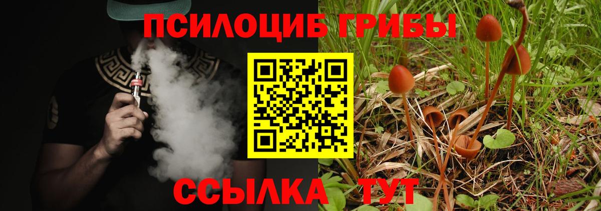 Псилоцибиновые грибы Psilocybe Шарыпово